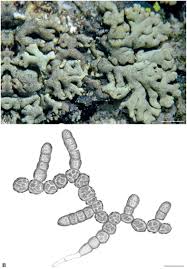 Attēlu rezultāti vaicājumam “Biatora sphaeroides”