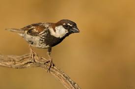 Image result for Passer domesticus