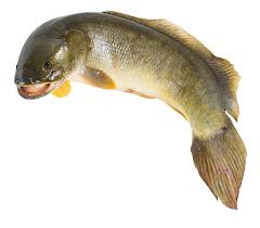 Image result for Amia calva