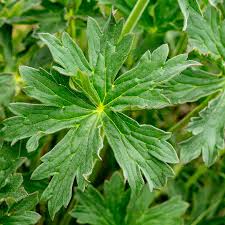 Attēlu rezultāti vaicājumam “Geranium bohemicum leaf”