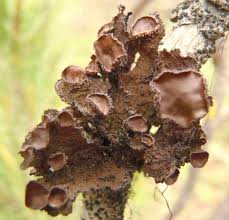 Attēlu rezultāti vaicājumam “Tuckermannopsis chlorophylla”