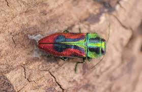 Attēlu rezultāti vaicājumam “Dictenidia bimaculata male”