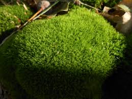 Attēlu rezultāti vaicājumam “Dicranella heteromalla”