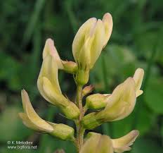 Attēlu rezultāti vaicājumam “Astragalus glycyphyllos flower”