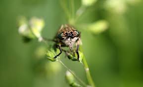 Attēlu rezultāti vaicājumam “Haematopota sp.”