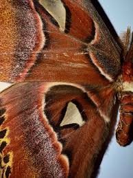 Attēlu rezultāti vaicājumam “Badhamia bethelii”