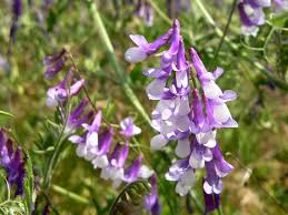 Attēlu rezultāti vaicājumam “Vicia tenuifolia flower”