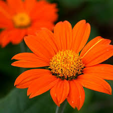Image result for Tithonia rotundifolia
