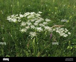 Attēlu rezultāti vaicājumam “Peucedanum oreoselinum flower”