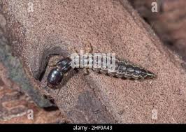 Attēlu rezultāti vaicājumam “Raphidia larva”