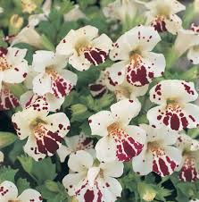 Image result for Mimulus x hybrida