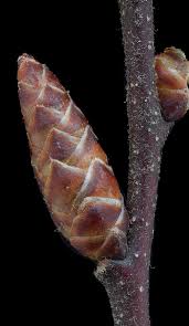 Attēlu rezultāti vaicājumam “Myrica gale bud”