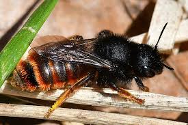 Attēlu rezultāti vaicājumam “Osmia bicolor”