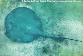 Image result for Styracura pacifica