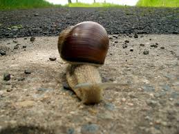 Attēlu rezultāti vaicājumam “Helicidae”