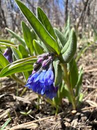Attēlu rezultāti vaicājumam “Stuckenia filiformis flower”