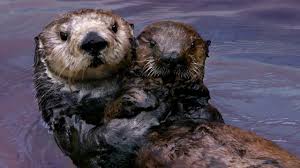 Image result for Cults Otters Amateur Swimming Club