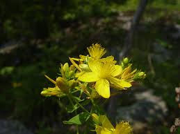 Attēlu rezultāti vaicājumam “Hypericum perforatum bud”