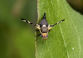 Attēlu rezultāti vaicājumam “Urophora cardui”