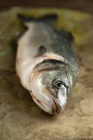 Image result for Bagre marinus