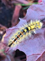 Attēlu rezultāti vaicājumam “Orgyia antiqua”