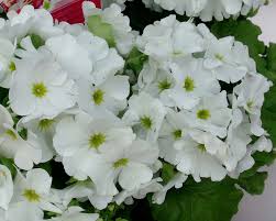 Image result for Primula obconica