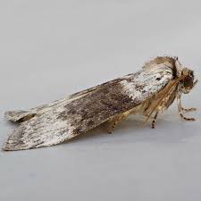 Attēlu rezultāti vaicājumam “Tetheella fluctuosa”