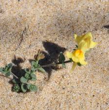 Attēlu rezultāti vaicājumam “Linaria loeselii”