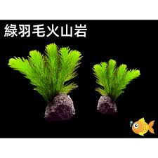 「綠羽毛」的圖片搜尋結果