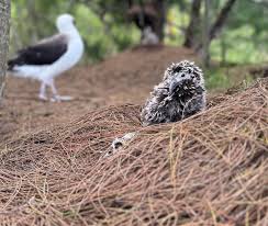Image result for albatross dead chick