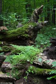 Image result for Adlumia fungosa