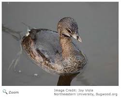 Image result for Podilymbus podiceps