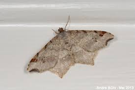 Attēlu rezultāti vaicājumam “Macaria alternata”