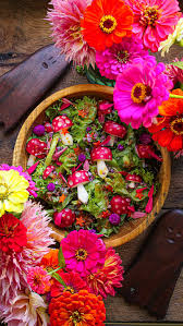 Attēlu rezultāti vaicājumam “Veronica persica fruit”