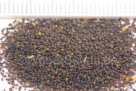 Attēlu rezultāti vaicājumam “Scrophularia nodosa fruit”