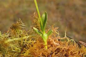 Attēlu rezultāti vaicājumam “Hammarbya paludosa”