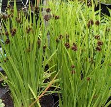 Attēlu rezultāti vaicājumam “Juncus gerardii leaf”