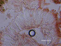 Attēlu rezultāti vaicājumam “Fellhanera subtilis”