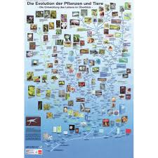 Image result for Evolution Stammbaum