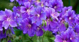 Image result for Storchschnäbel