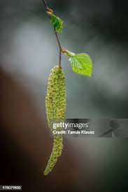 Attēlu rezultāti vaicājumam “Ulmus laevis fruit”