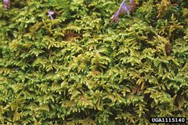 Attēlu rezultāti vaicājumam “Ptilium crista-castrensis”