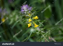 Attēlu rezultāti vaicājumam “Melampyrum cristatum flower”