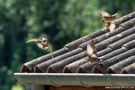 Image result for Ptyonoprogne rupestris