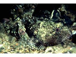 Image result for Myoxocephalus scorpius