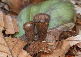 Attēlu rezultāti vaicājumam “Cyathus striatus”