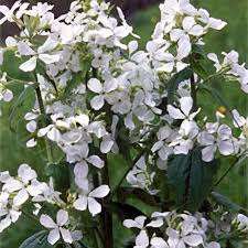 Image result for Lunaria annua