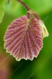 Attēlu rezultāti vaicājumam “Corylus avellana leaf”