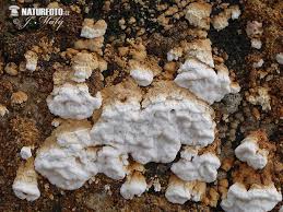 Attēlu rezultāti vaicājumam “Antrodia”