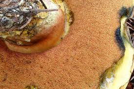 Attēlu rezultāti vaicājumam “Sutorius luridiformis”